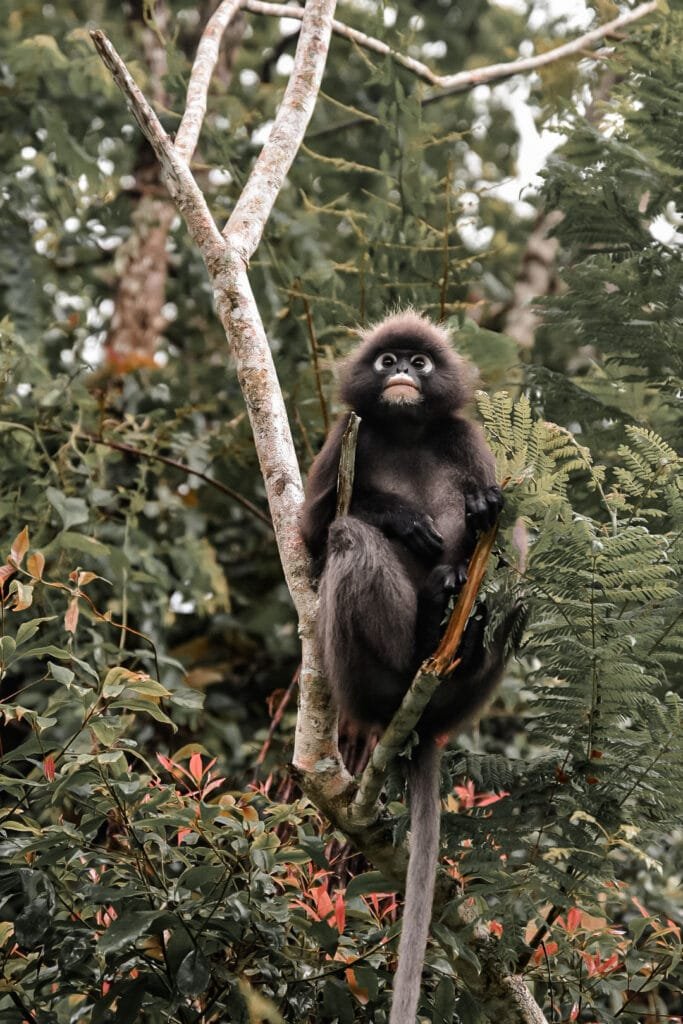 Les singes en liberté à Penang Hill
