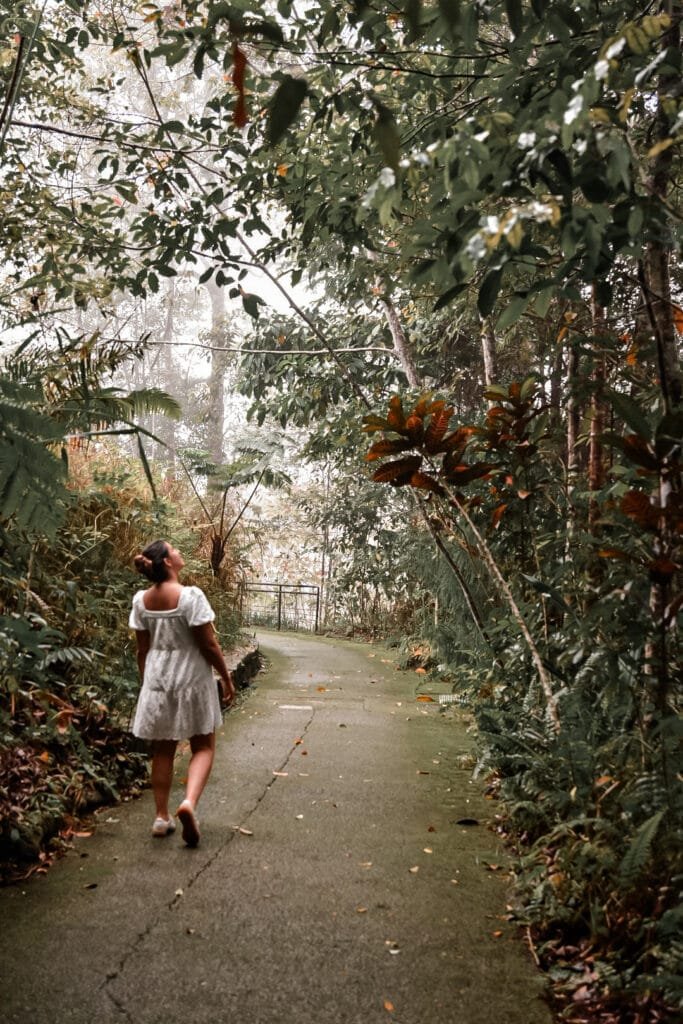promenade à travers le parc national de Penang
