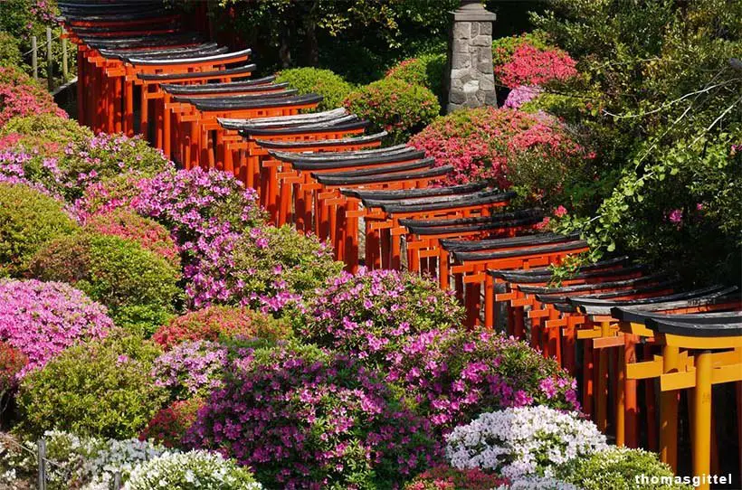 visite du temple de Nezu-Jinja