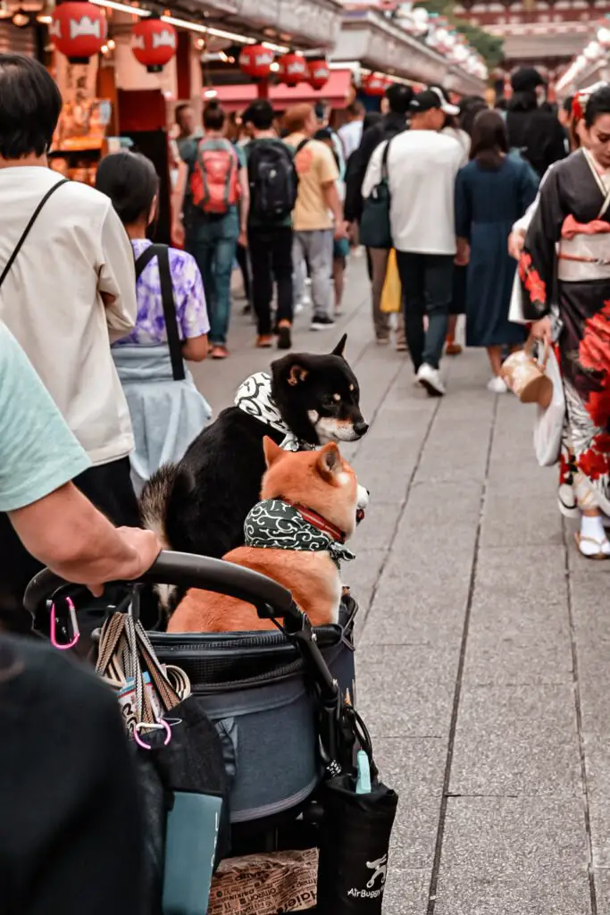 rue commençante aux abords de Senso-Ji