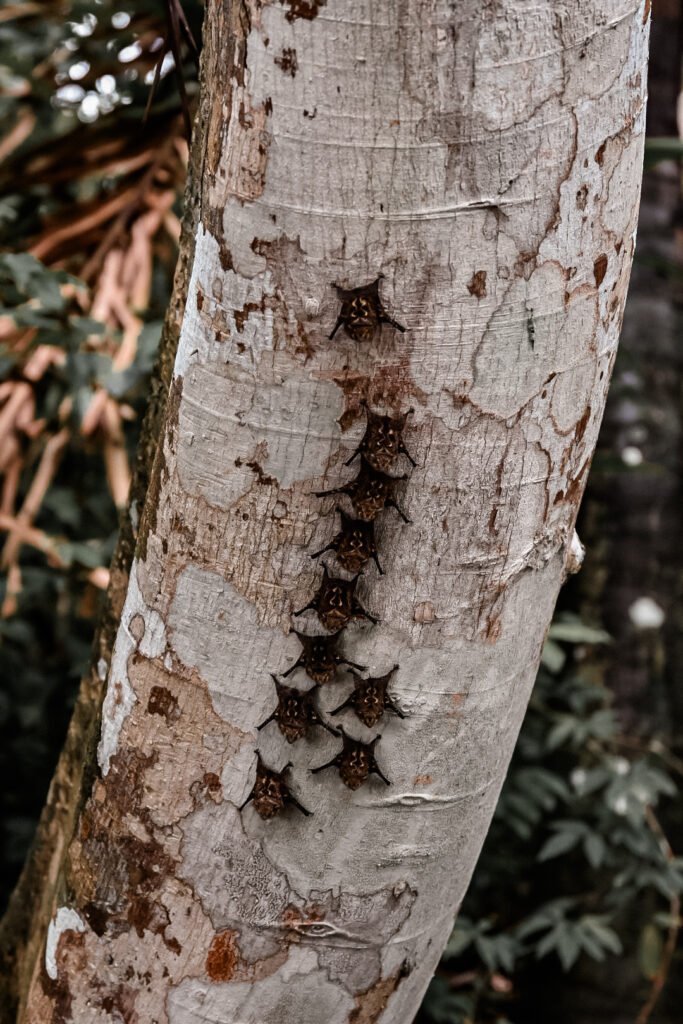 petites chauve-souris du Panama