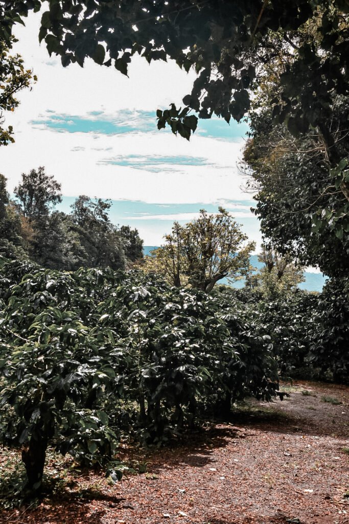 visite d'une plantation de café à Boquete