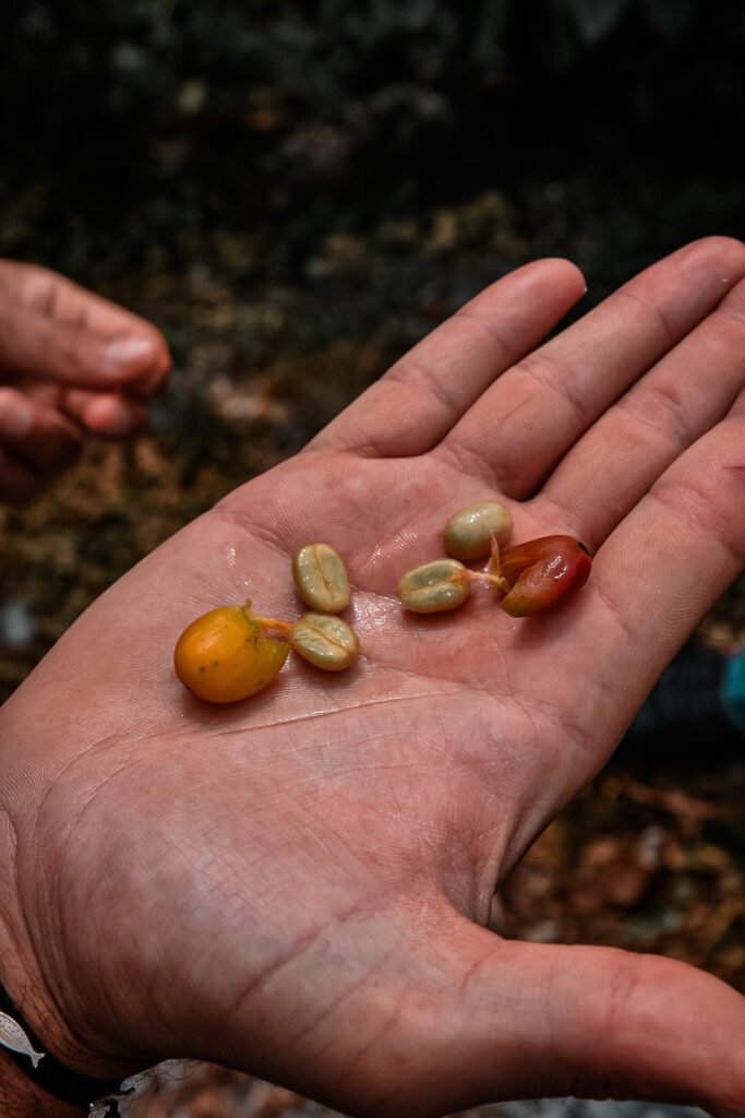 le café Geisha de Boquete au Panama