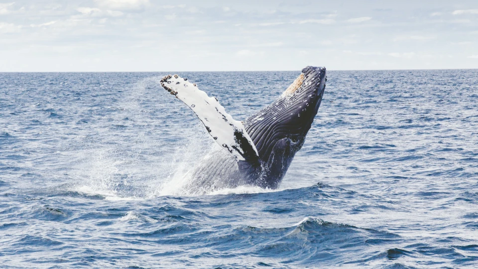 Observation des baleines au Panama