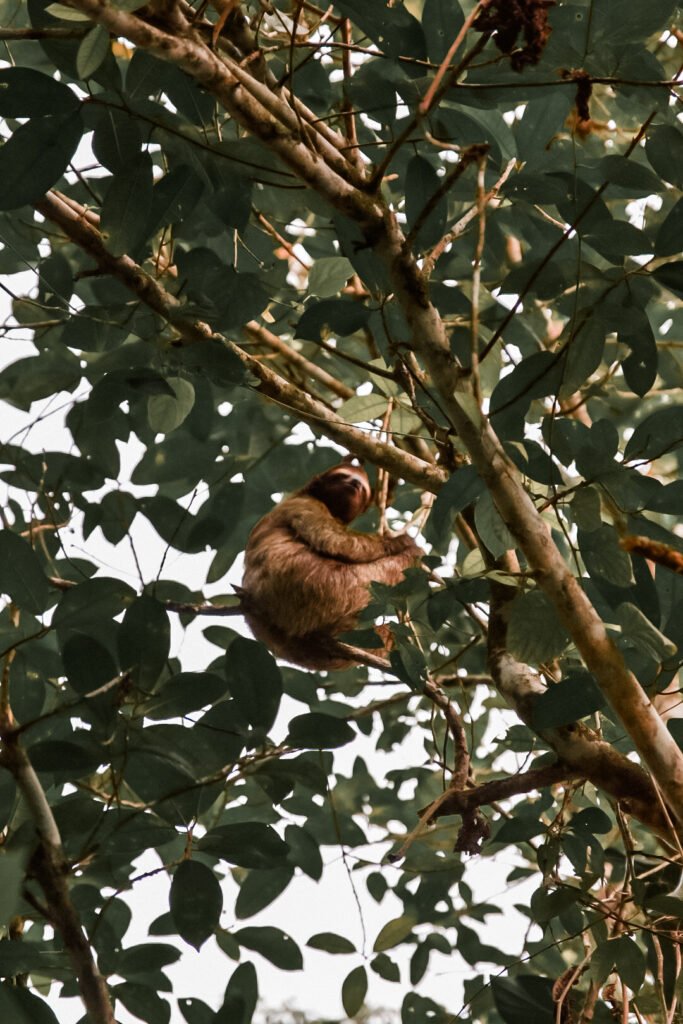 aperçu d'un paresseux dans les arbres au Panama