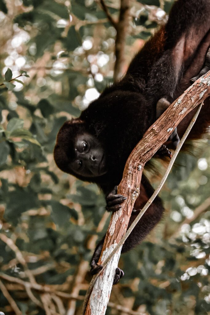 un singe hurleur dans la forêt tropicale du Panama