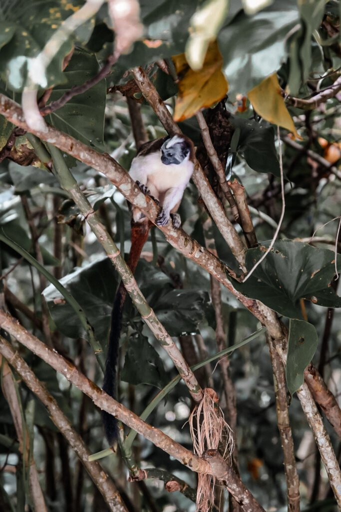 observation des singes à Gamboa au Panama