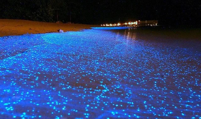 Que faire à Bocas del Toro ? 10 phénomène de bioluminescence