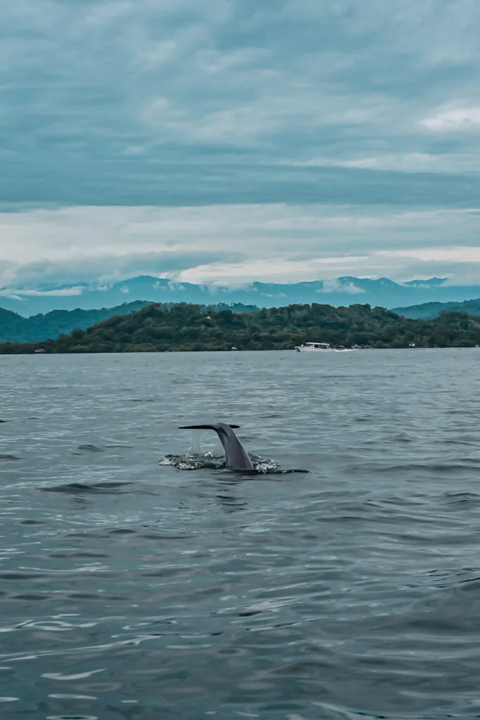 Que faire à Bocas del Toro ? 11 Dolphin's Bay