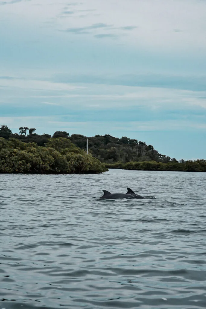 Que faire à Bocas del Toro ? 12 observation dauphins bocas del toro