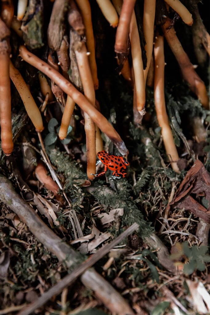 grenouille rouge à Red Frog Beach