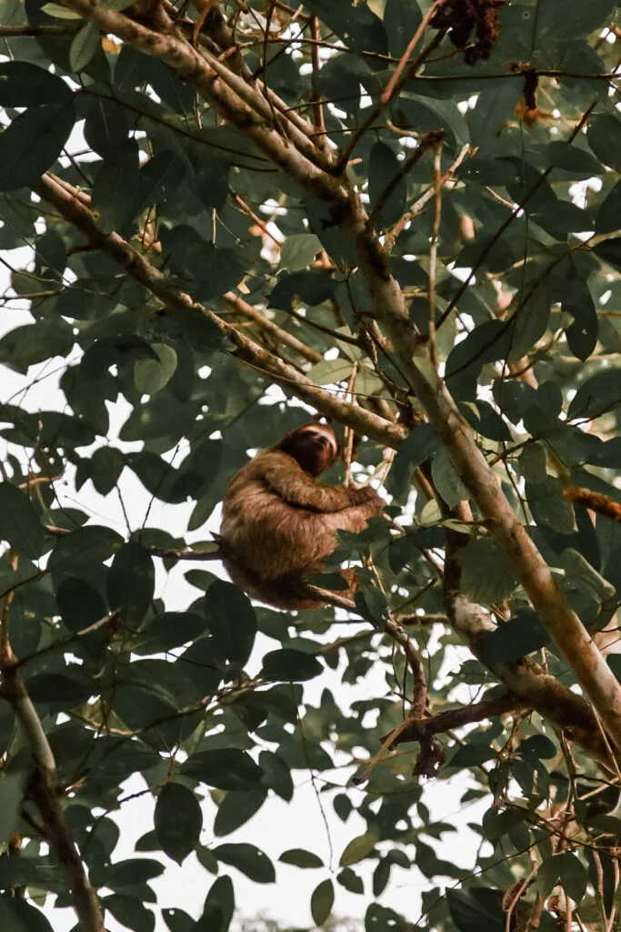 Que faire à Bocas del Toro ? 4 paresseux dans les arbres de Bocas del Toro