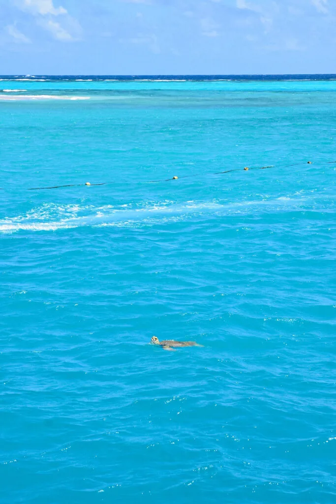 tortue tobago cays