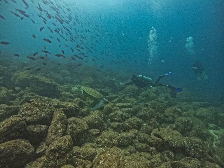 Que faire à Santa Catalina au Panama ? 3 plongée aux alentours de l'île de Coiba