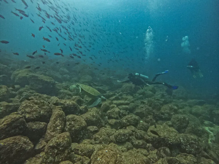 plongée aux alentours de l'île de Coiba