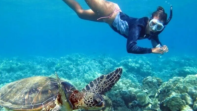 nager avec les tortues à Santa Catalina